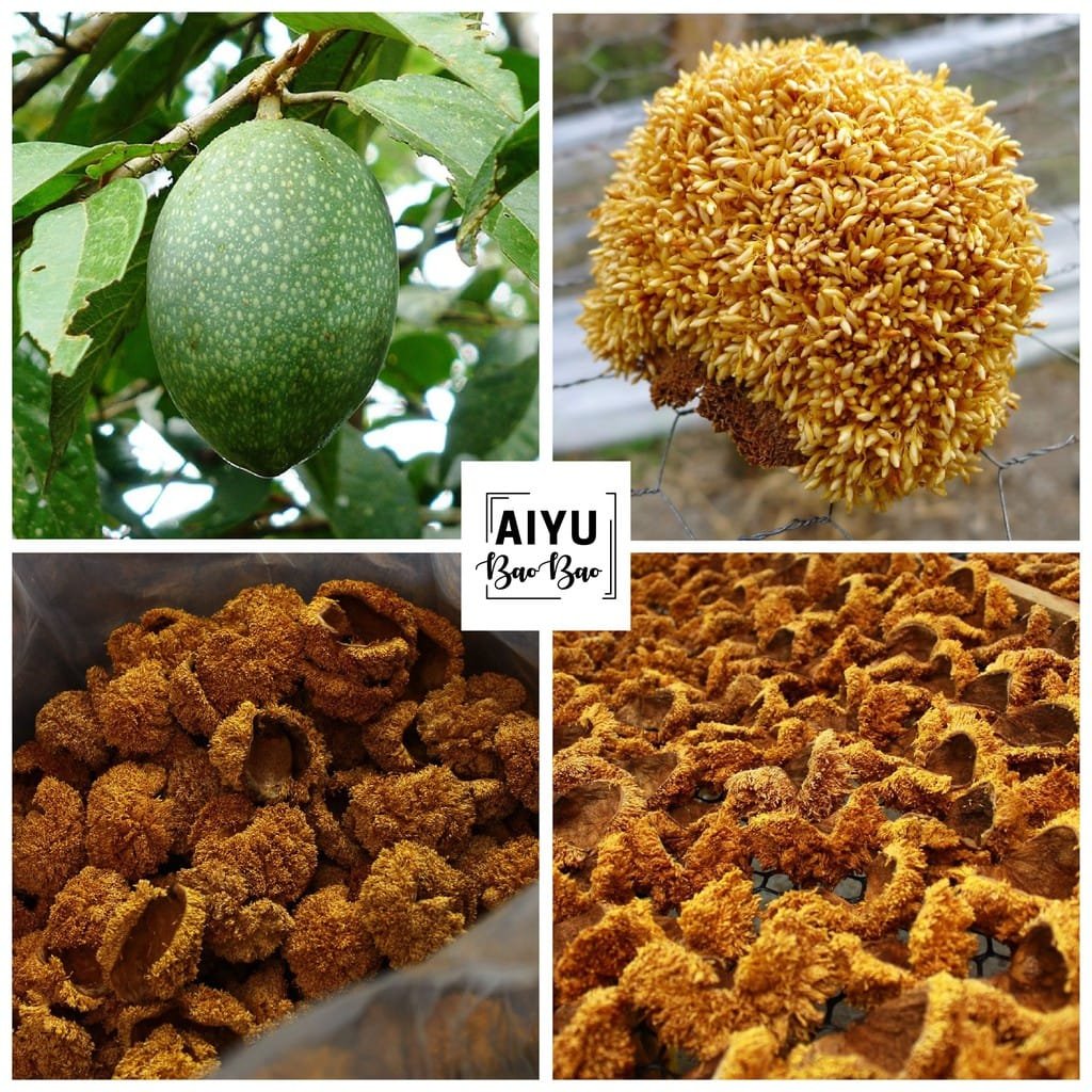 Hình ảnh cây Aiyu và quả Aiyu